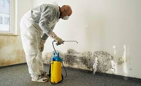 Best Asbestos and Lead Testing During Mold Inspection in Dunkirk, NY