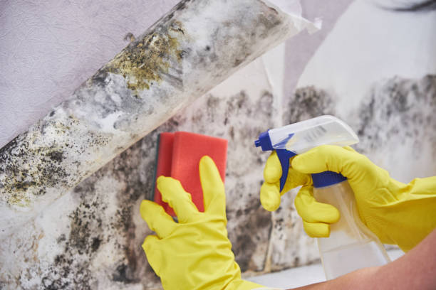 Best Mold Documentation for Insurance Claims in Dunkirk, NY